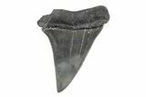 Fossil Broad-Toothed Mako Tooth - South Carolina #214638-1